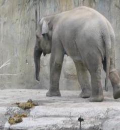 Elephant turds